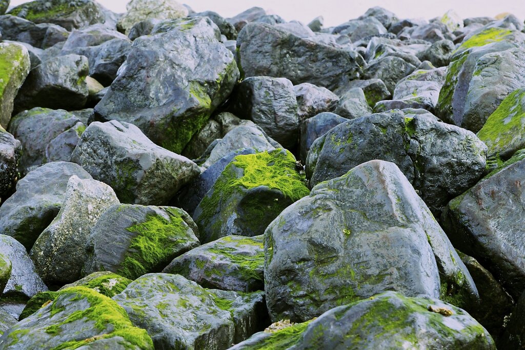 Schimmelige Steine