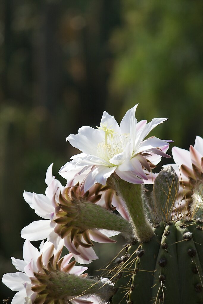 Kactusblüte