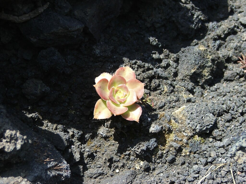 Greenovia-Pflanze in der Nähe des Vulkans Teneguia