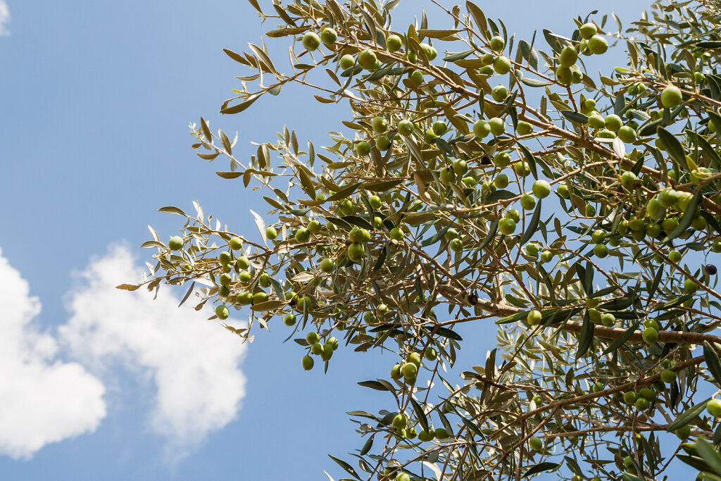 Der Himmel voller Oliven
